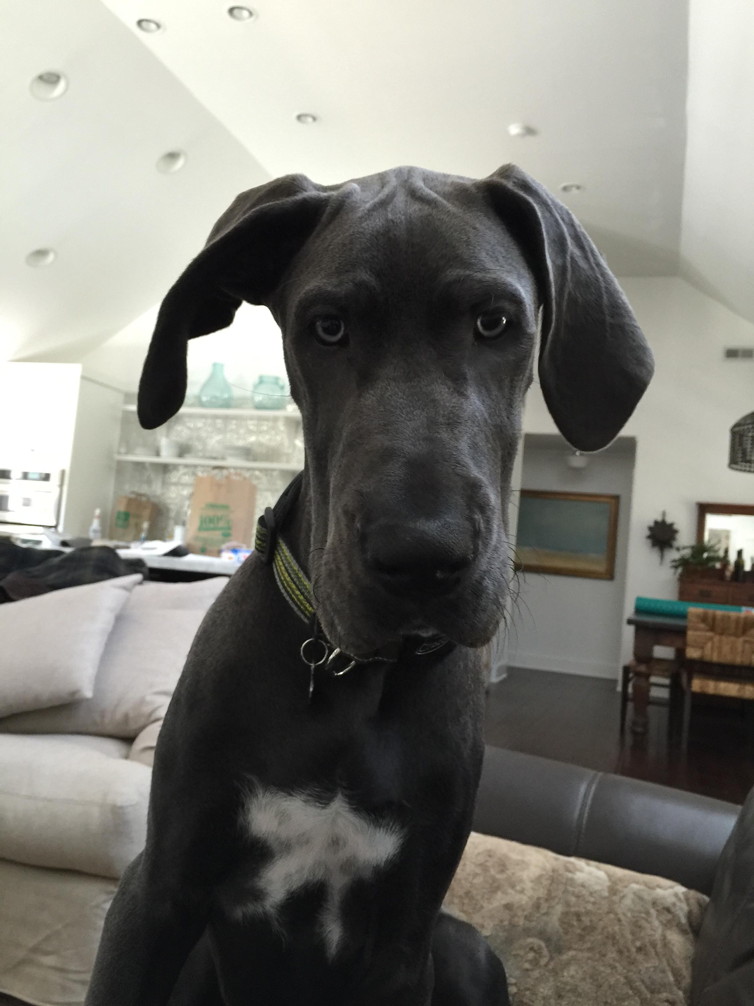 Great Dane sitting on the couch while staring with its grumpy face