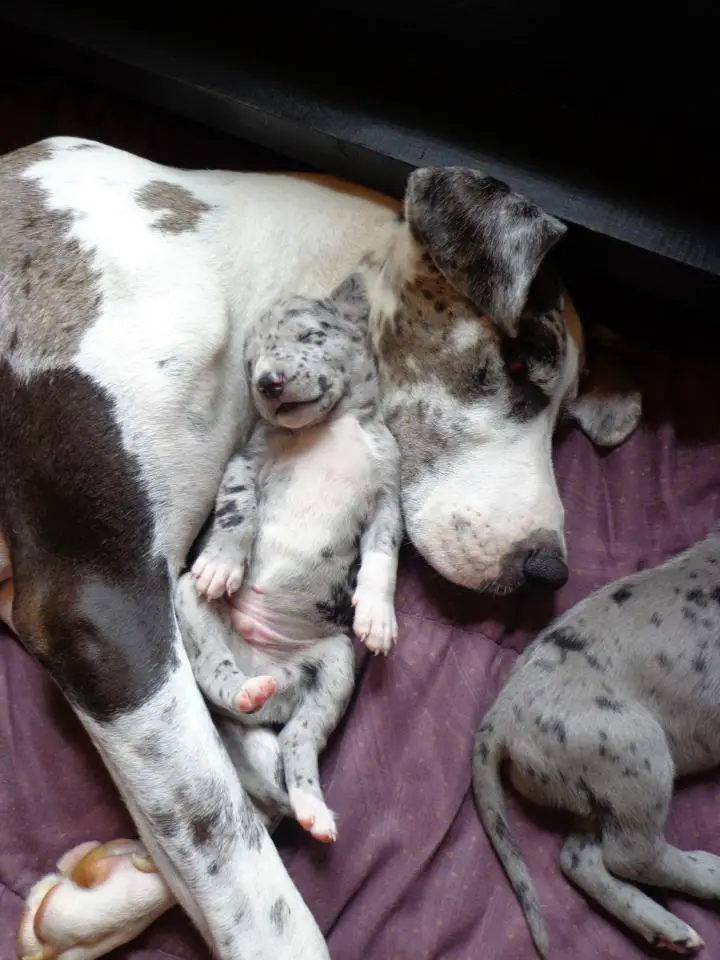 Great Dane mother sleeping on her bed with her puppies