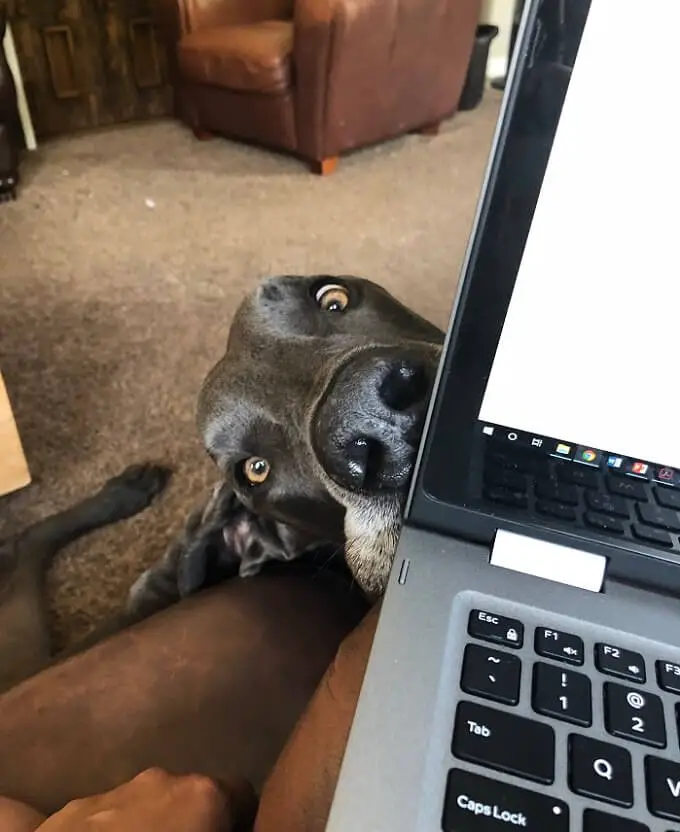 funny face of a Great Dane peeking behind the laptop