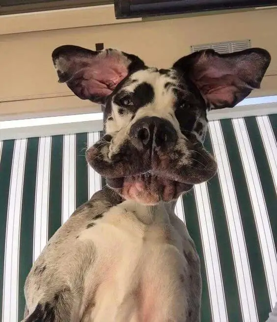 Great Dane looking down with its ears spread out and its saggy mouth