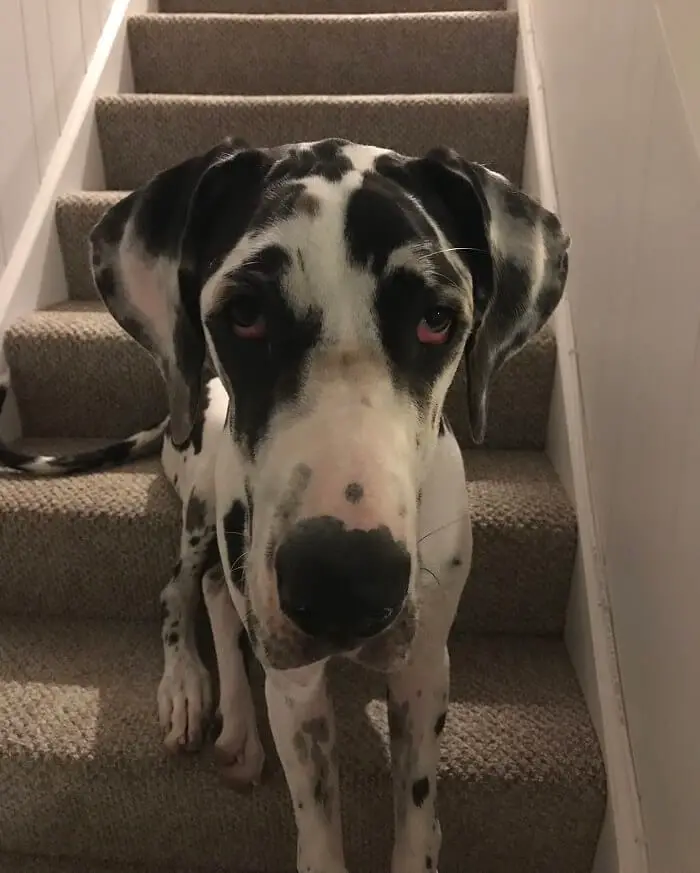 Great Dane sitting on the stairs with its sad face