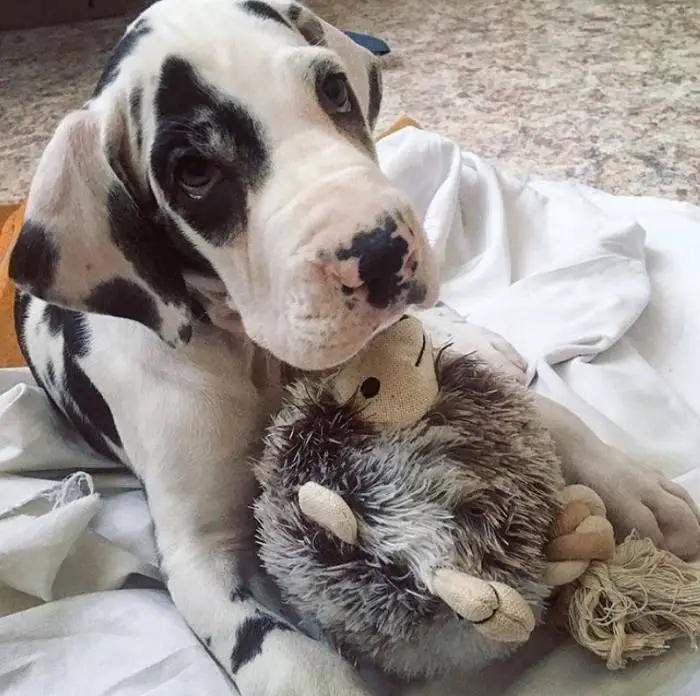 Great Dane puppy lying on its bed with its stuffed toy