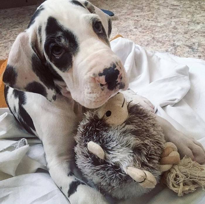 Great Dane puppy lying on its bed with its stuffed toy