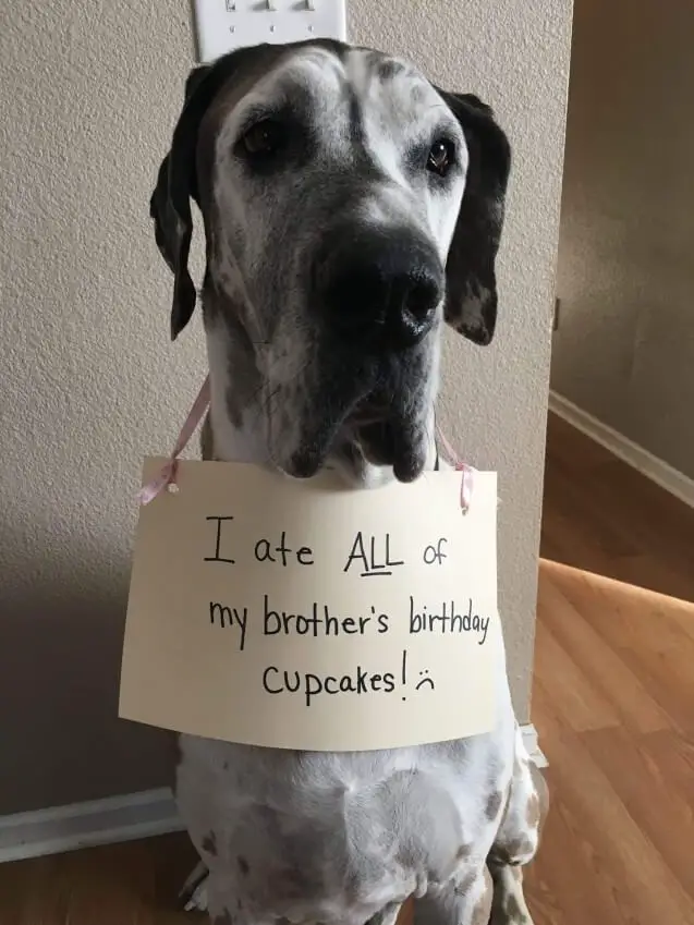 Great Dane sitting on the floor while wearing a note around its neck with words - 