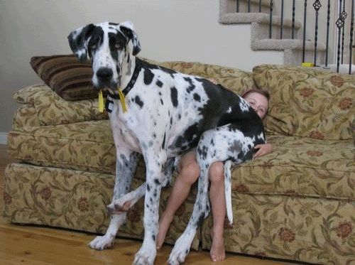 a large Great Dane sitting on top of the kid in the couch