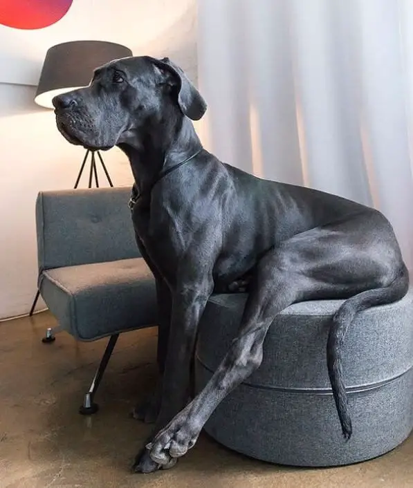a large black Great Dane sitting on the chair with its arms standing on the floor