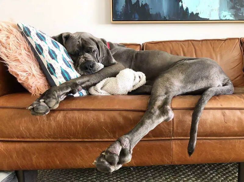 Great Dane sleeping soundly on the couch