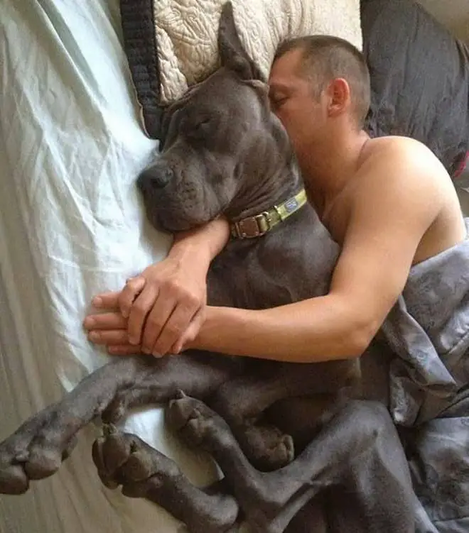 a man sleeping on the bed while hugging a Great Dane