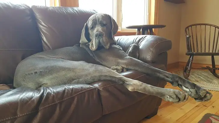 sleepy Great Dane lying on the couch