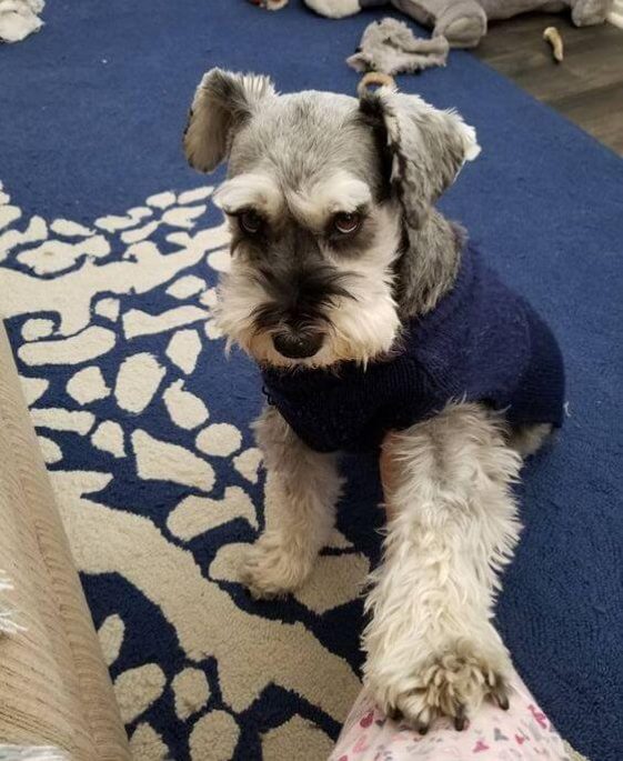 begging schnauzer