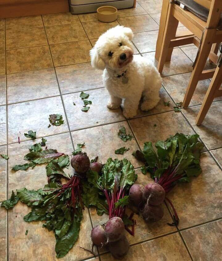 Bichon Frise destroyed the beets in the kitchen