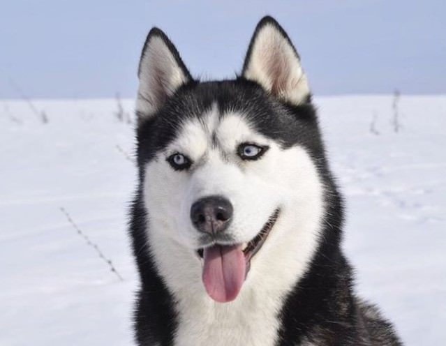 husky puppy names boy