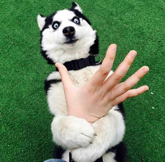 A Husky lying on its back on the green grass while grabbing and staring with its wide eyes at the hand of a woman
