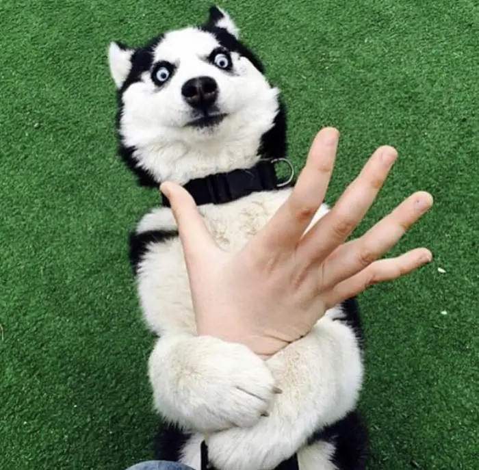 A Husky lying on its back on the green grass while grabbing and staring with its wide eyes at the hand of a woman