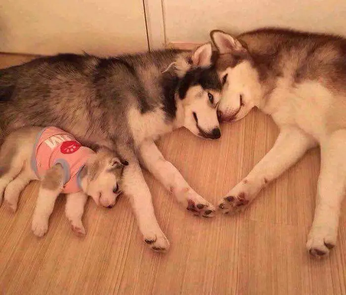 two Husky adults lying on the floor in front of each other forming a heart with their head and arms while their puppy is sleeping with them