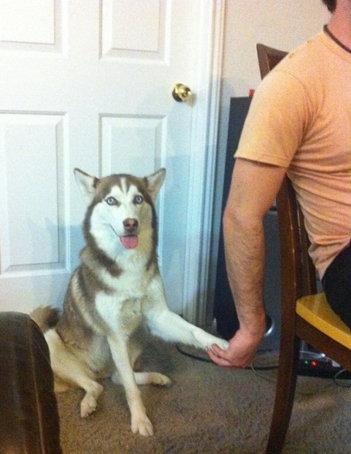 A Husky with its tongue out sitting on the floor with its paws are being a held by a man sitting on the chair