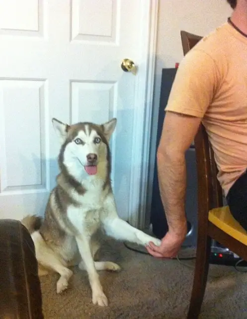 A Husky with its tongue out sitting on the floor with its paws are being a held by a man sitting on the chair