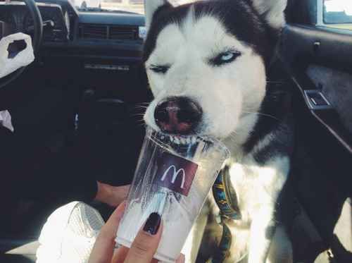 A husky licking a McDonalds cup with its grumpy face while sitting inside the car