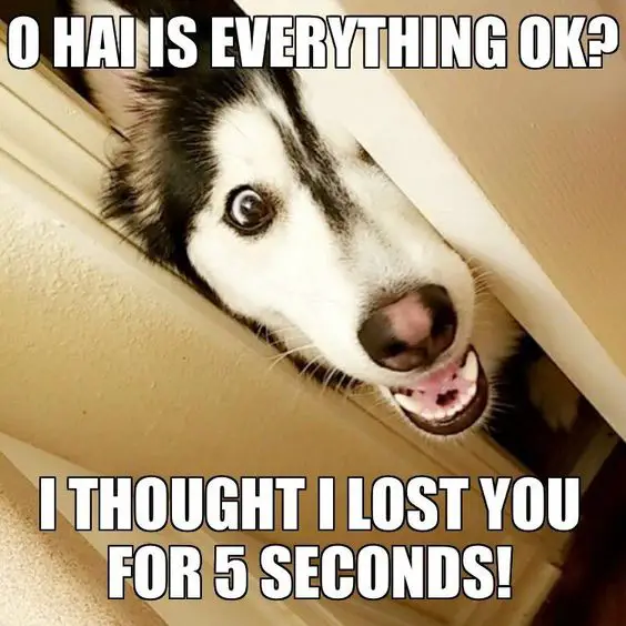 A Husky peeking behind the door with its thrilled face photo with text - O hai is everything ok? I thought I lost you for 5 seconds!