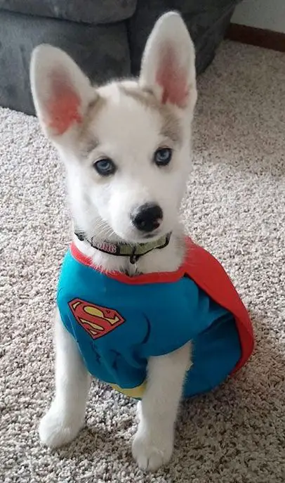 A Husky puppy sitting on the carpet in its superman costume