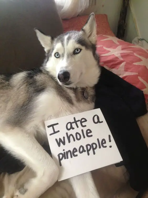 A Husky lying on the couch with a note that reads - I ate a whole pineapple!