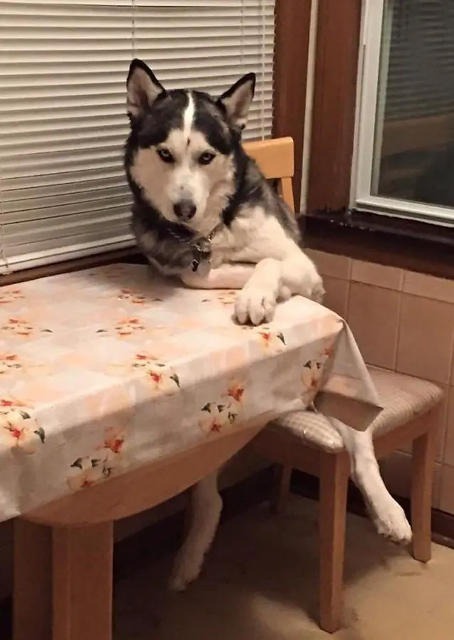 A Husky sitting at the table