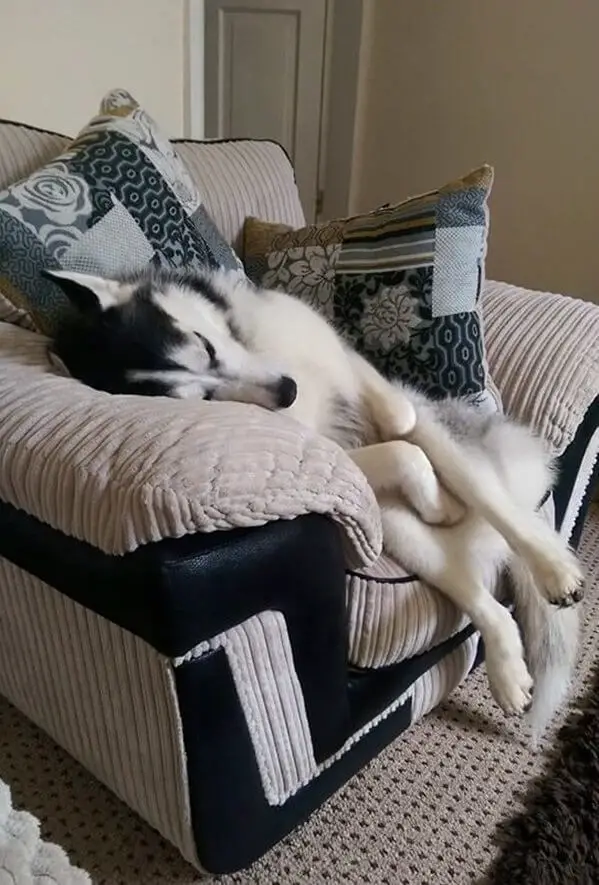 A Husky sitting on the chair while sleeping with its head leaning on the side