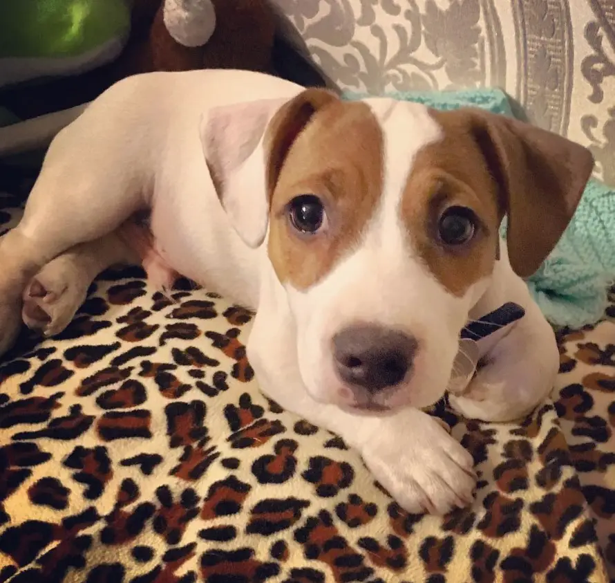 Jack Russell puppy lying on the couch with its sad eyes