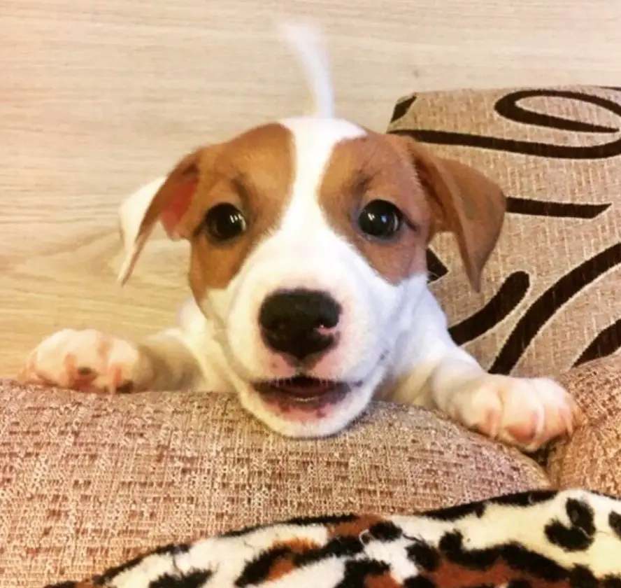Jack Russell puppy standing up leaning on the edge of the couch