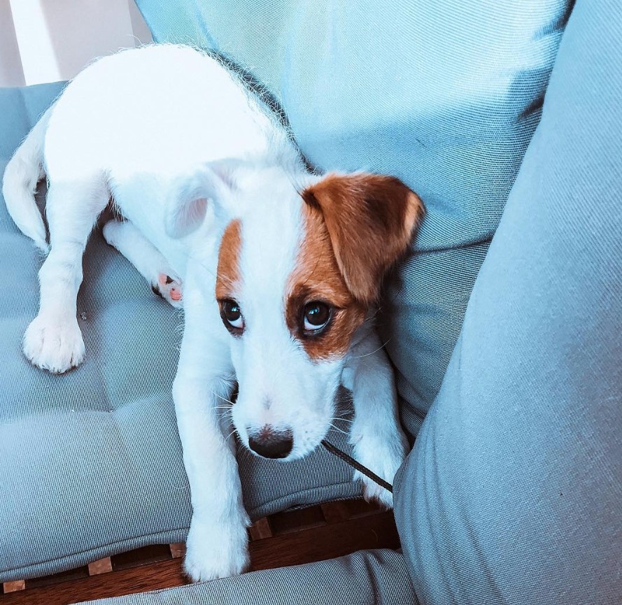 Jack Russell lying on the chair while looking up with its sad eyes