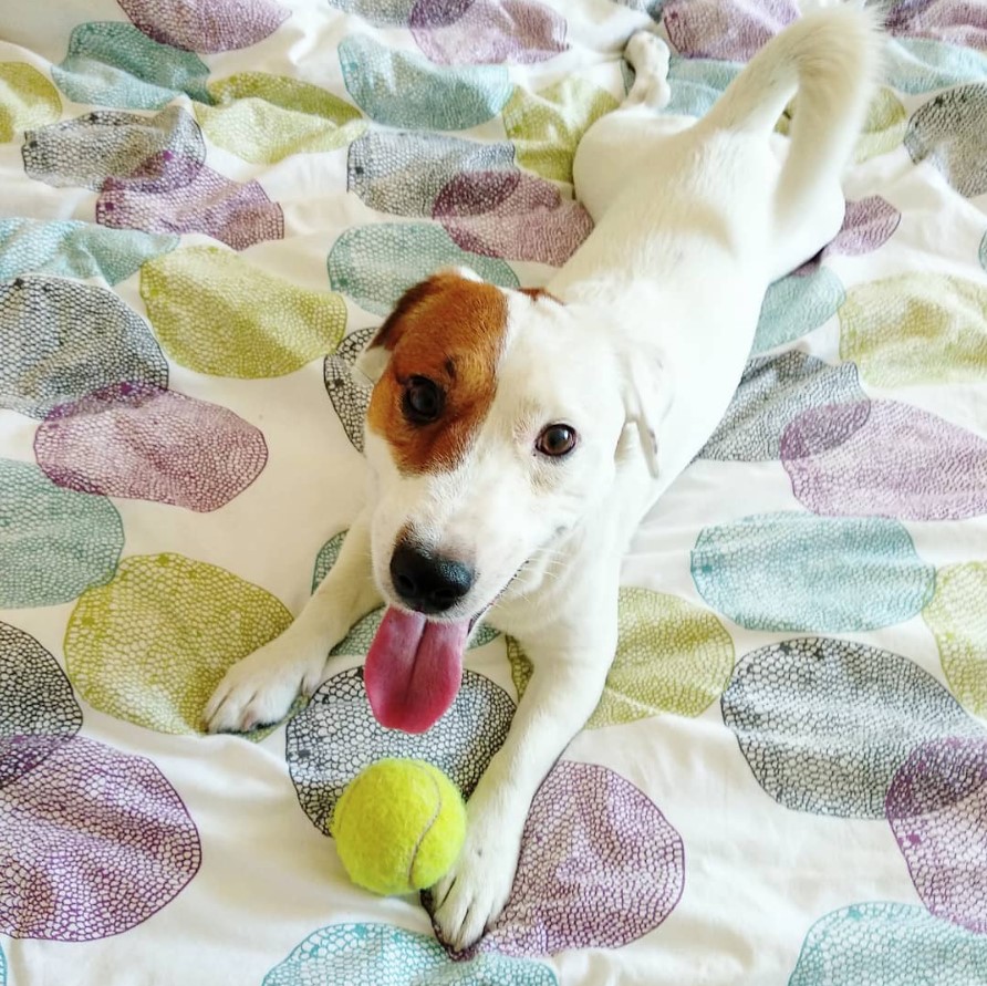 Jack Russell lying down on the bed with a tennis ball while looking up with its tongue out