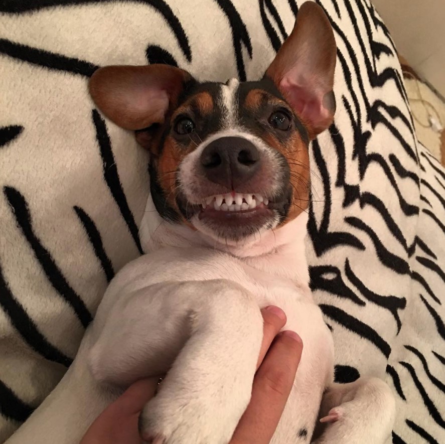 Jack Russell with a forced smile lying on its back while getting a belly rub