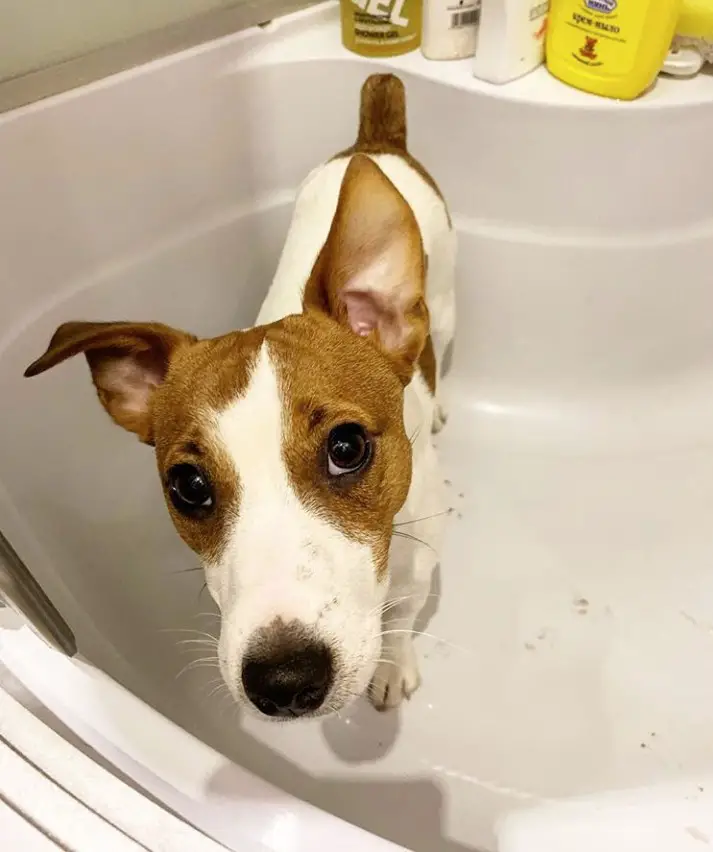 Jack Russell standing inside the bathtub
