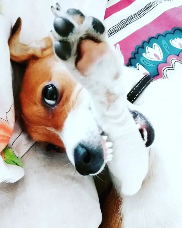 Jack Russell lying on its back while biting its arm