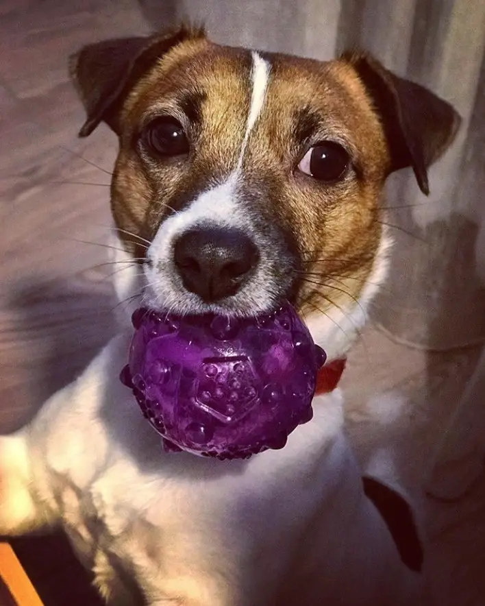 Jack Russell standing up with a ball in its mouth