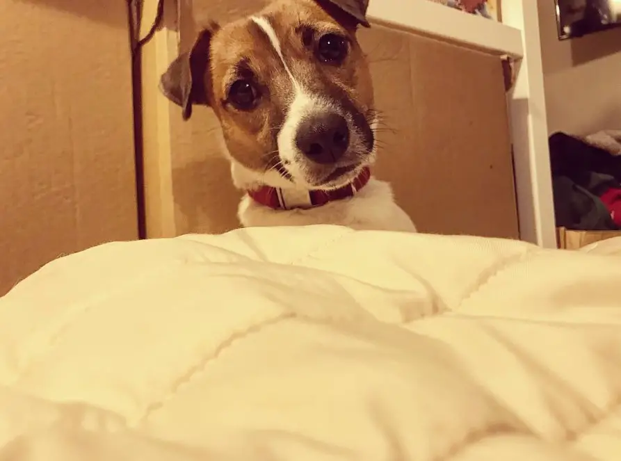 Jack Russell staring from the foot of the bed