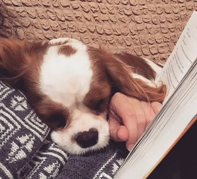 Cavalier King Charles Spaniel puppy sleeping beside its owner while reading