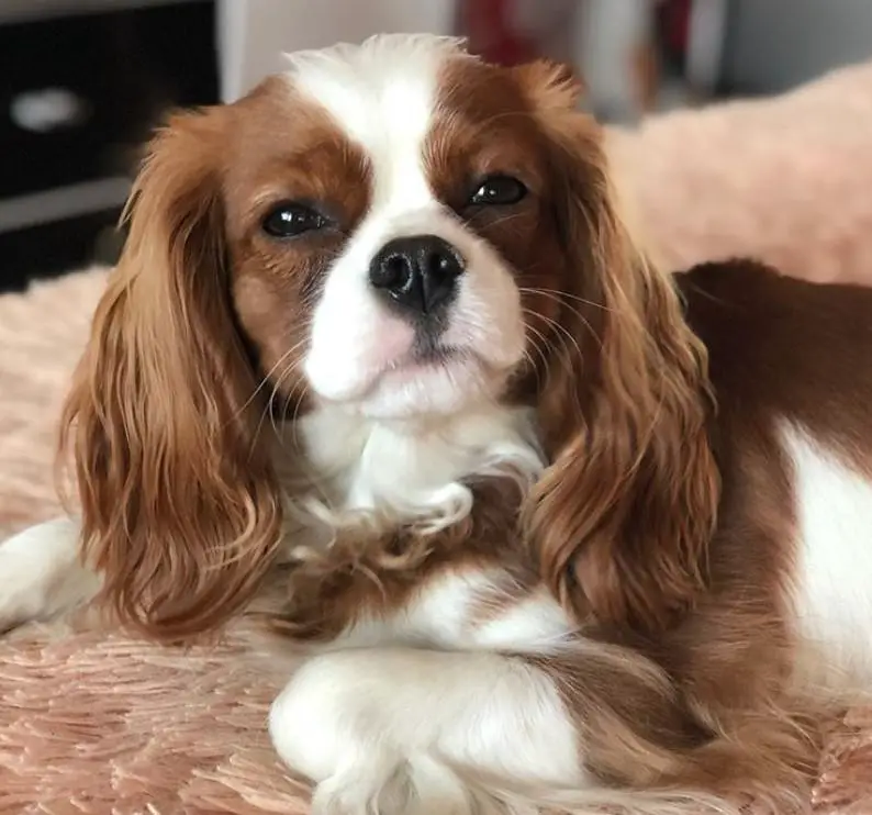 Cavalier King Charles Spaniel dog lying on the couch