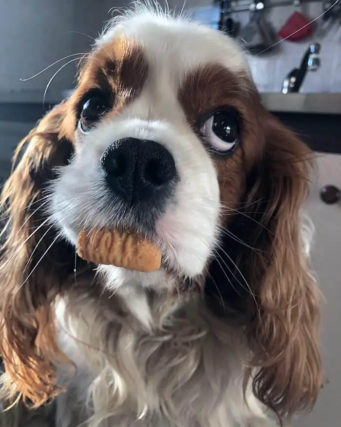 Cavalier King Charles Spaniel dog with biscuit on its mouth