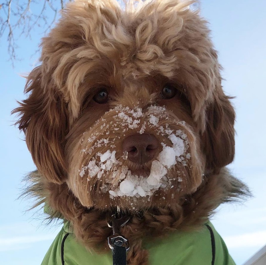 Labradoodle's face with ice against the blue sky