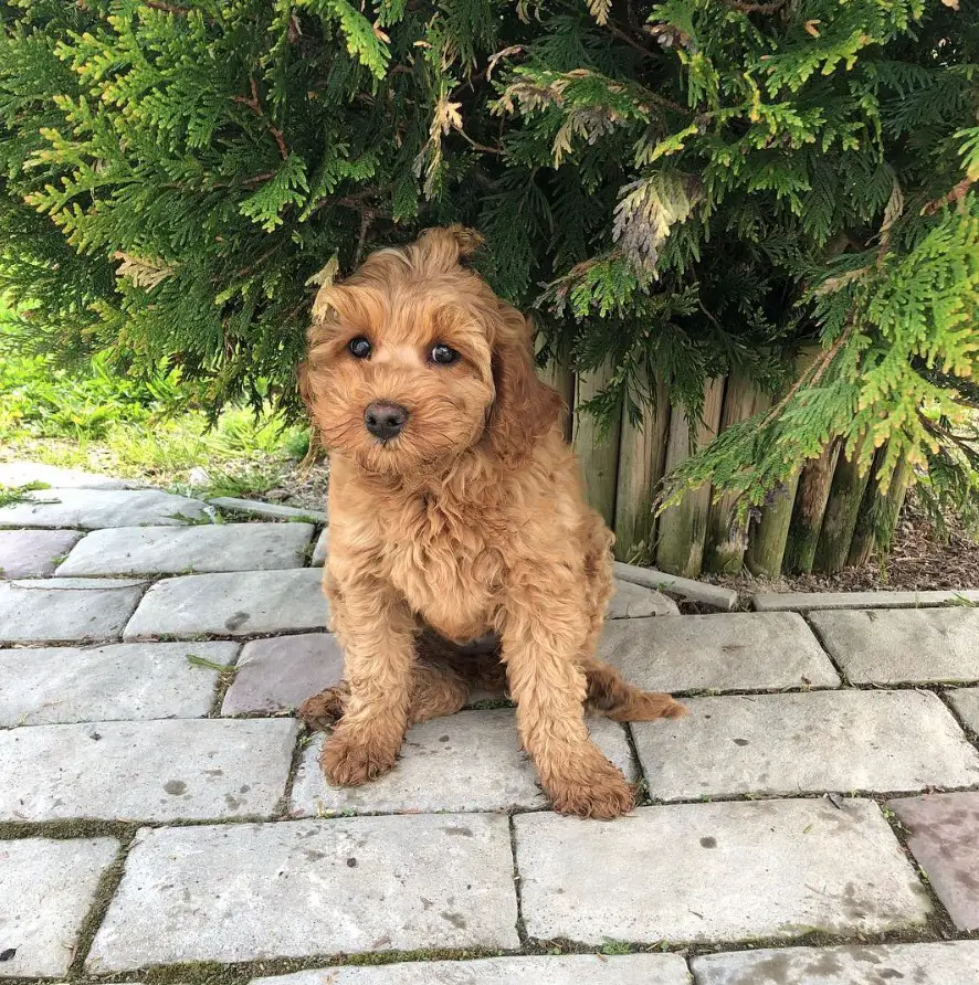 Labradoodle puppy sitting on the pavement underneath the pine tree