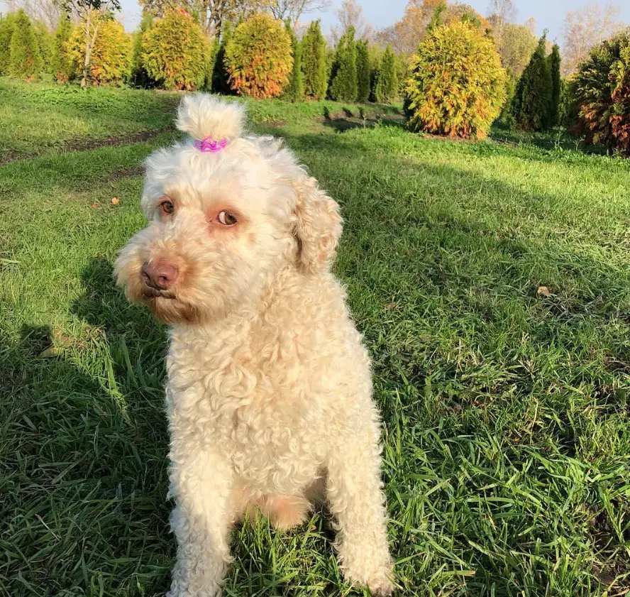Labradoodle with its hair tied up on top of its head while sitting on the green grass at the park