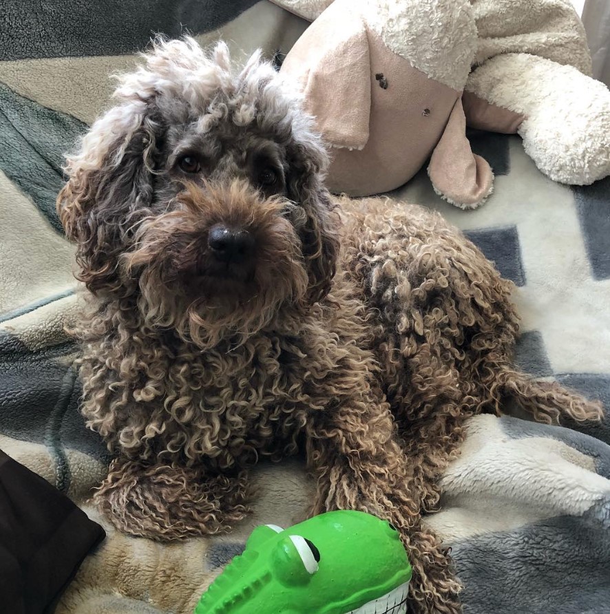 Labradoodle lying on is bed with its stuffed toys