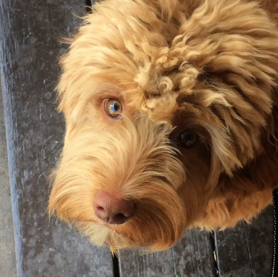Labradoodle on the wooden floor while looking up with its begging face
