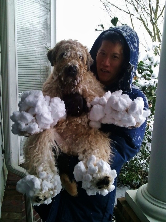 a man holding a Labradoodle with snow stuck in its hands and feet