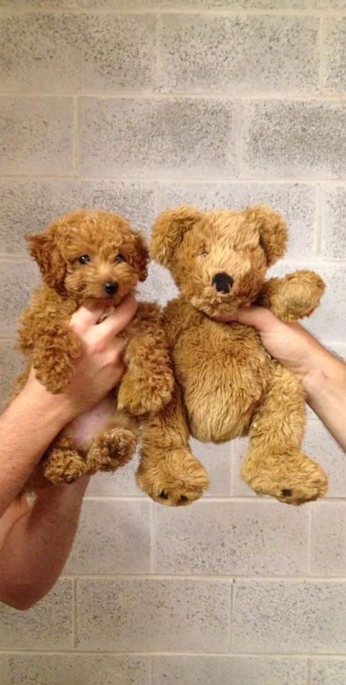 holding up a Labradoodle puppy next to a brown teddy bear