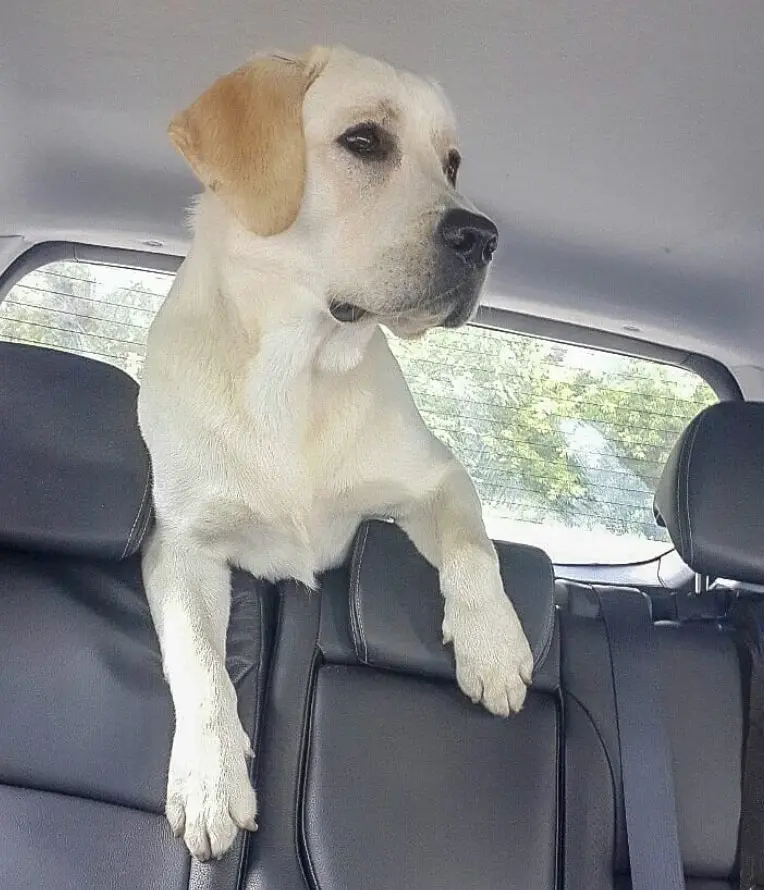 yellow Labrador standing up in the car trunk and leaning against the backseat