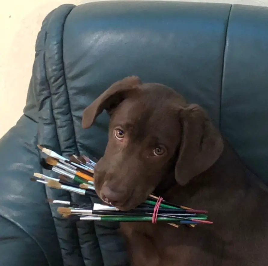 chocolate brown Labrador puppy lying on the couch with a bunch of paint brushes in its mouth