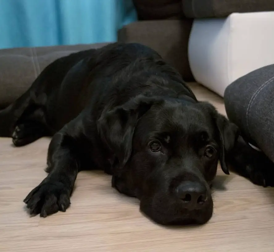 black Labrador lying on the floor with its adorable face