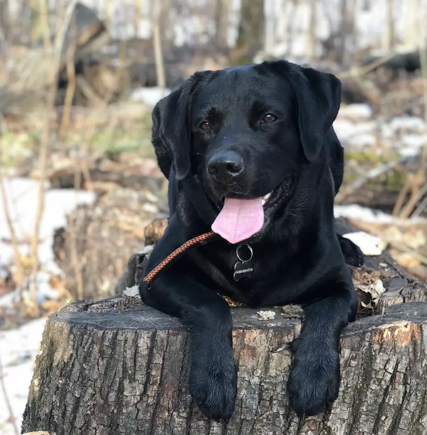 black Labrador lying on top of a chopped tree trunk in the forest